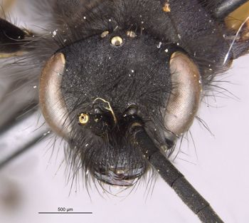 Media type: image;   Entomology 33490 Aspect: head frontal view